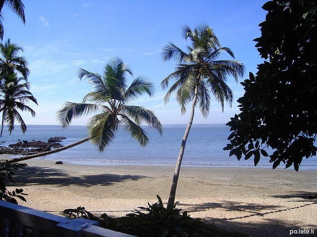 Пальмы на берегу вокруг острова Тисвади на Гоа