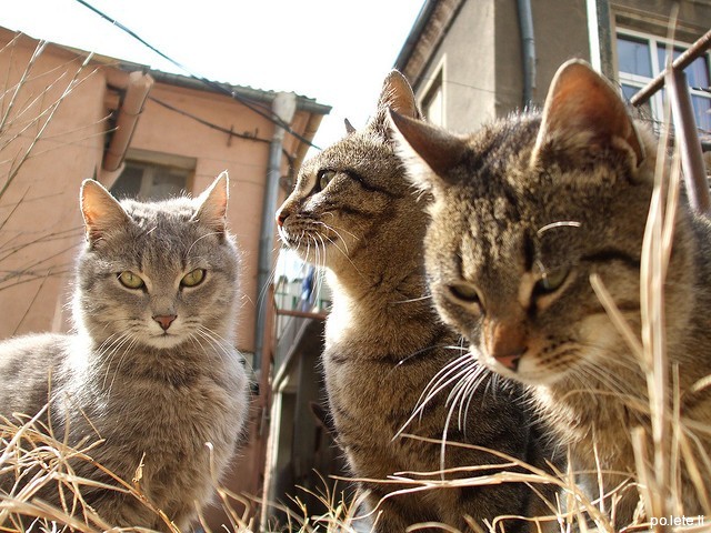 Кошки в Бургасе
