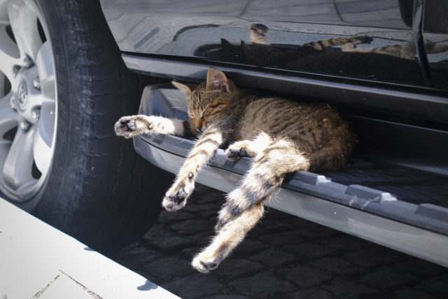 Кот спит в Батуми